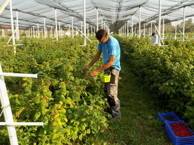 Од малина нема брзе зараде 