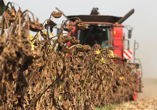 ПРОИЗВОЂАЧИ ПРЕТЕ ПРОТЕСТИМА: Уљаре потцениле наш сунцокрет