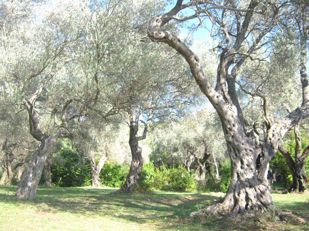 Мушица десетковала род у маслињацима