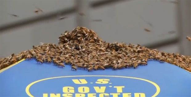 Рој од 40.000 пчела свратио на хот дог у Њујорку (ВИДЕО)