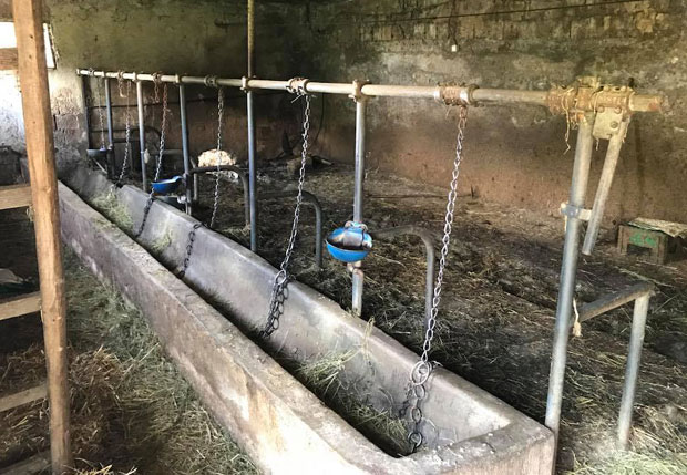 МУКЕ ПОРОДИЦЕ КОЈОЈ ЈЕ УКРАДЕНО СЕДАМ КРАВА: Од чега сада да живимо?