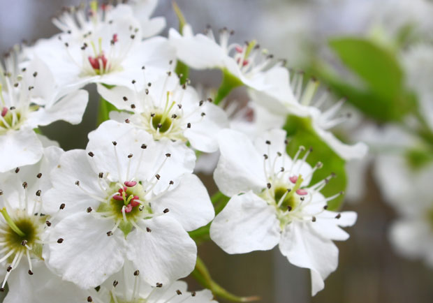 Процветао бехар кад му време није