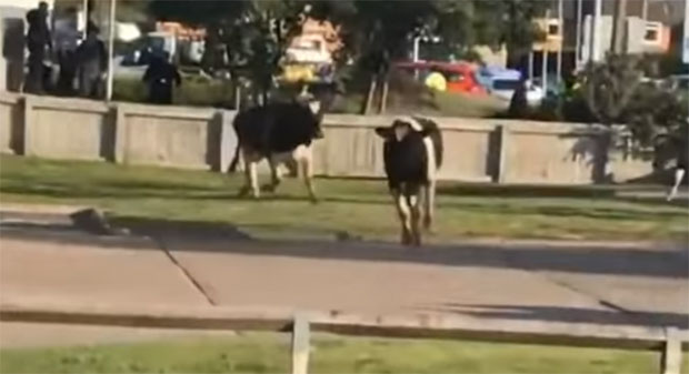 Краве направиле хаос на кружном току, па отишле у Мек (ВИДЕО)