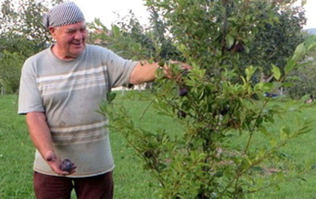 Афричка шљива међу чачанкама