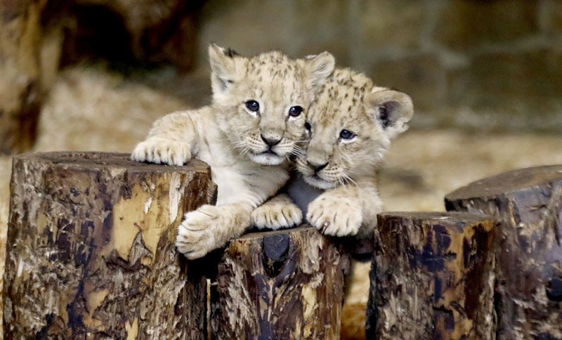 Рођени први лавићи из епрувете
