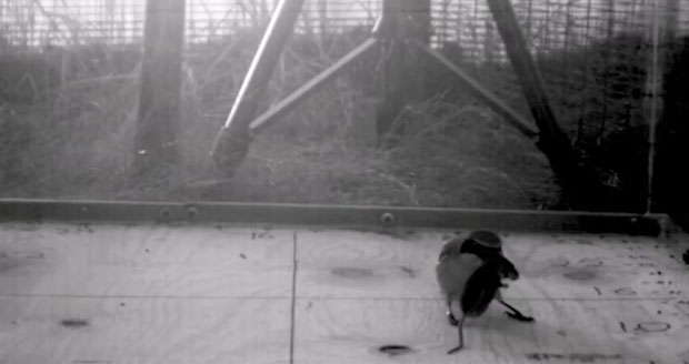 УМИЉАТИ КАСАПИНИ: Ове птичице ломе вратове много већег плена и набијају га на шиљке (ВИДЕО)