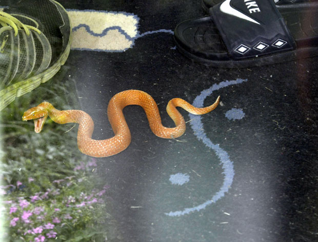 ОПАСНЕ ЗМИЈЕ У КУПИНОВУ: Отровнице у Зоо-врту али само привремено