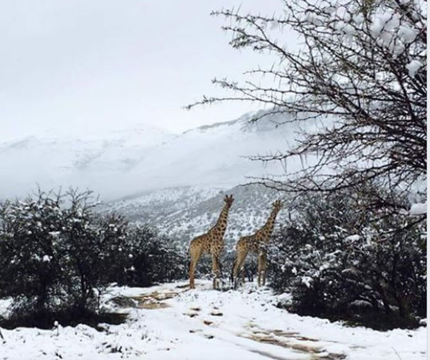 Јужноафричка Република забелела од снега (ФОТО/ВИДЕО)