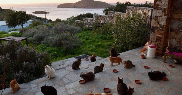 Оглас за “шаптача мачкама” привукао 35.000 људи