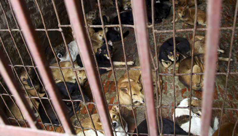 Вијетнамска престоница тражи од становника да не једу псеће месо