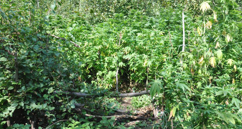 Борска полиција запленила скоро 40 килограма марихуане