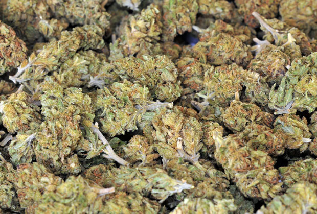 Полиција запленила 10 килограма сировог канабиса, ухапшена једна особа