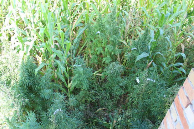 У дворишту гајио индијску конопљу