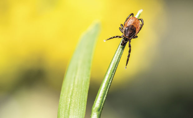 Тегобе због убода крпеља могу да трају целе јесени и зиме