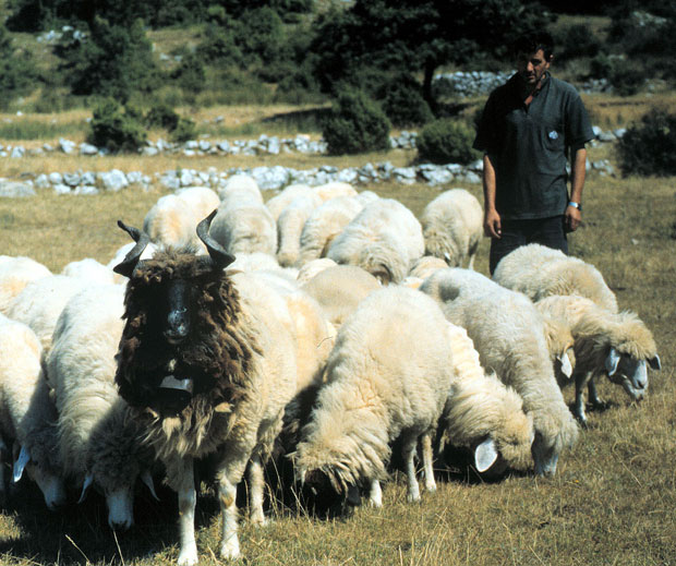 Пензионерима јагњетина на чак осам рата