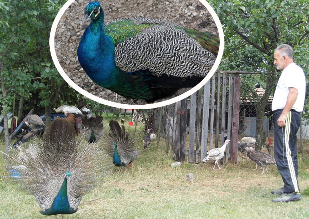 Што не дохвате пси, растуре пријатељи: Oстао без птица вредних 3.000 евра