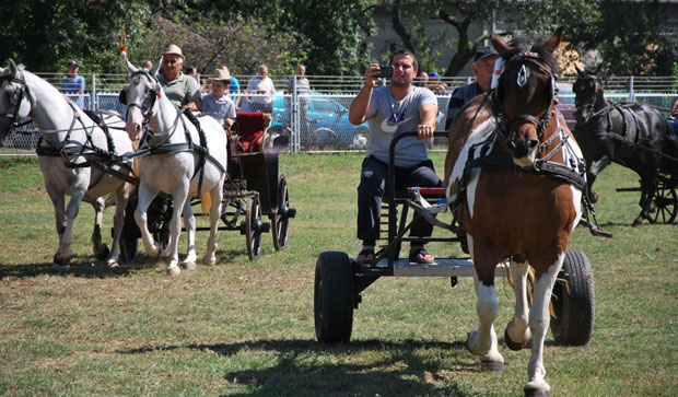 Галоп расних коња крај Ресаве