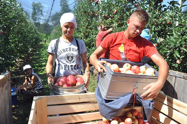 Беру јабуке за извоз