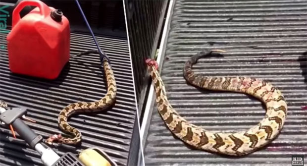 Змија без главе напала свог убицу (ВИДЕО)