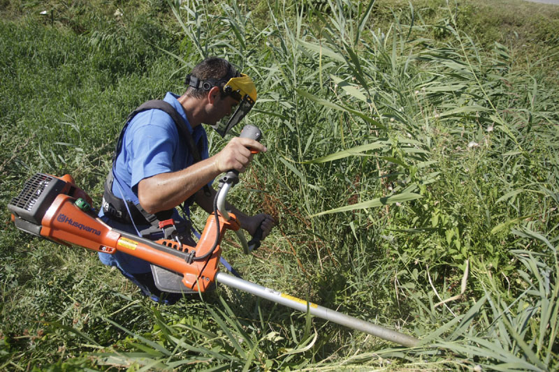 Амброзије чак 10 пута више!
