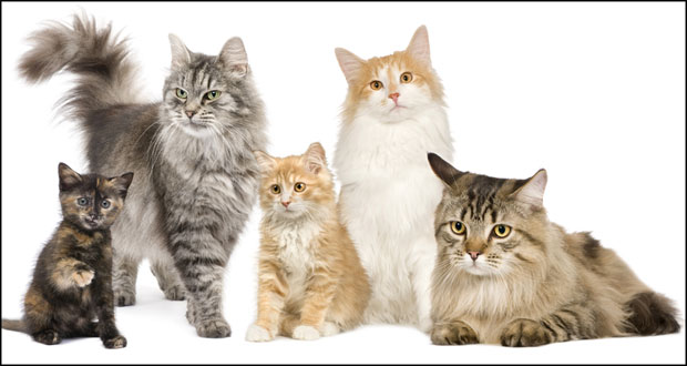 Серијски убица мачака не постоји, криве дивље животиње