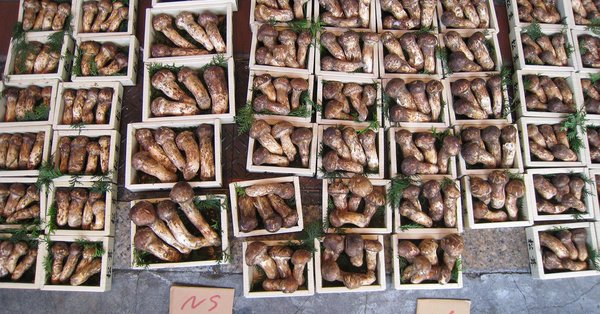 Ким послао специјални поклон Муну - две тоне ретких печурака