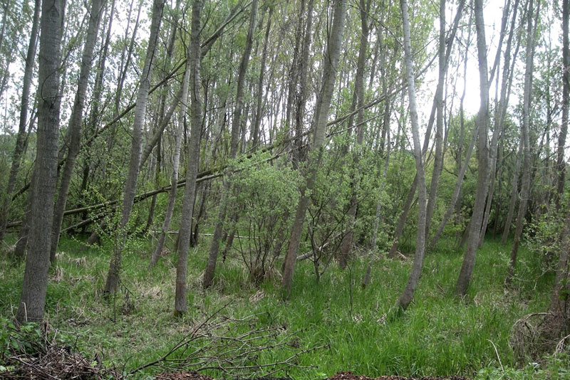 УЖАС КОД ПЕТРОВЦА НА МЛАВИ: Ловци пронашли лобању нестале старице