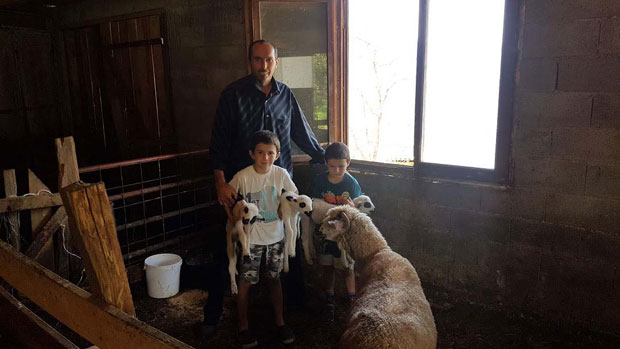 Овца ојагњила четворке