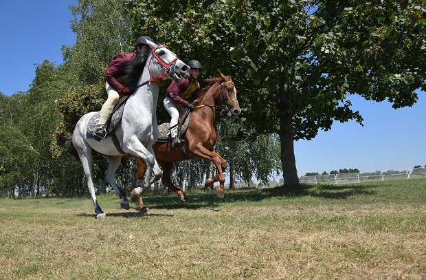 Коњички куп Војске Србије наредног викенда код Бачке Паланке