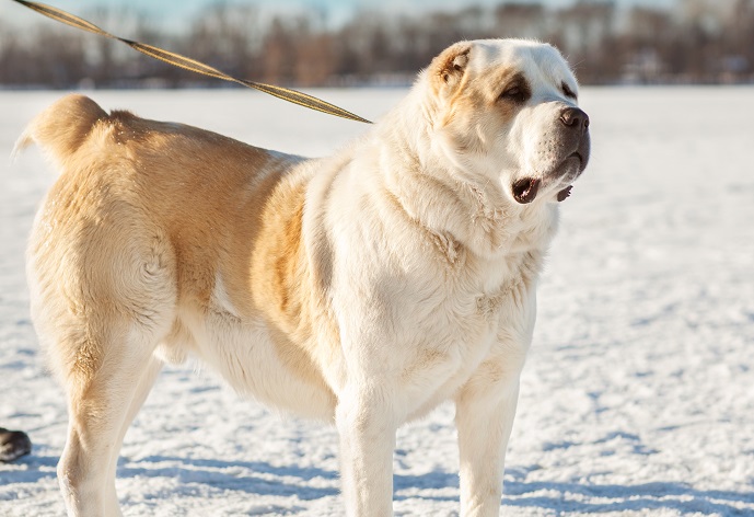 КРВОЛОЧНИ ПСИ НАПАЛИ ПЕТОРО КОМШИЈА У БАЊАЛУЦИ: Млађен је хтео да одбрани породицу па је преминуо током борбе са животињама
