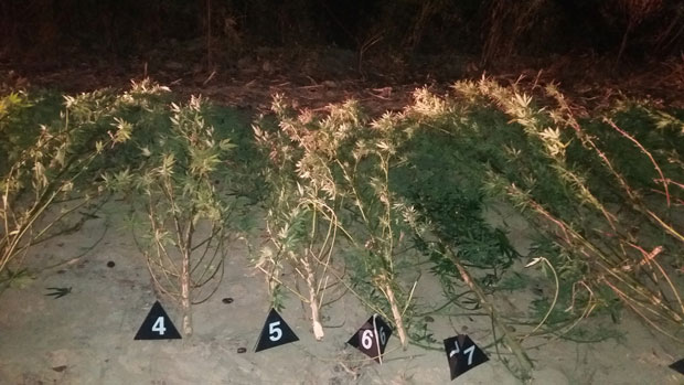 АКЦИЈА ПОЛИЦИЈЕ: Заплењено 50 килограма конопље