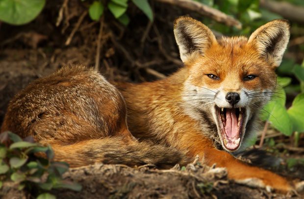 СЛУЖБЕ НА НОГАМА: Лисица у центру Бара, грађани у неверици 