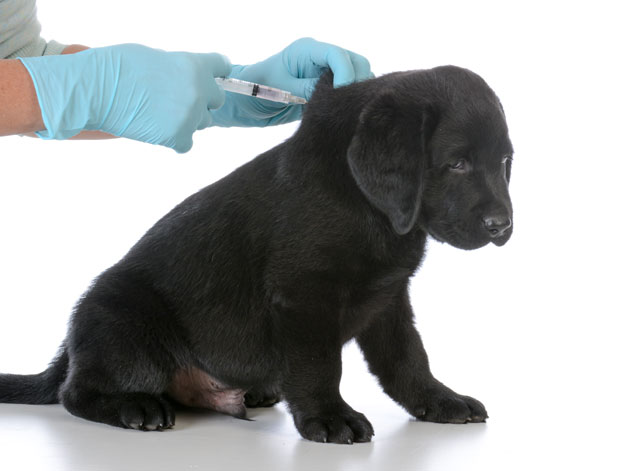 БАР: Последњих шест и по година није забележен случај беснила