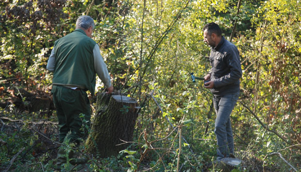 Опустошили два хектара туђе шуме, страдала столетна стабла храста и цера!