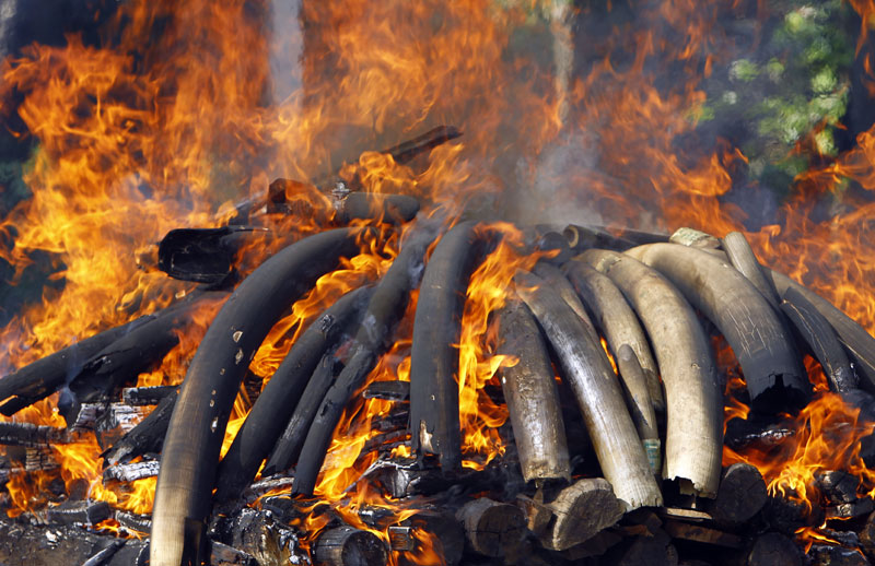 Заплењено осам тона слоноваче и крљушти панголина