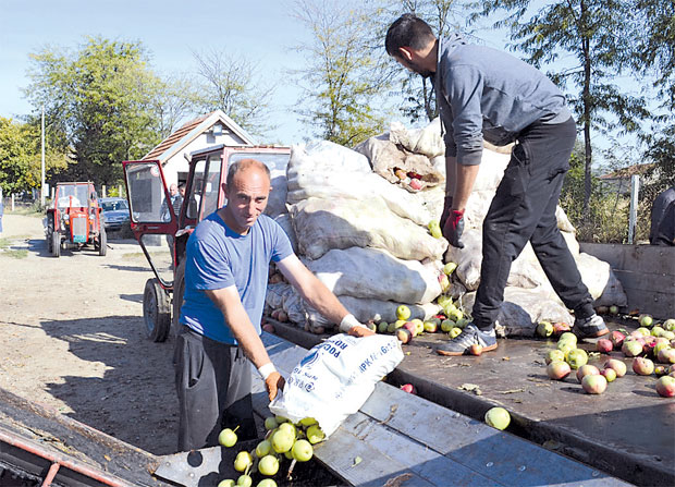 ЗАСТАЛА БЕРБА ЈАБУКА: Касни извоз у Русију, у хладњачама нема места