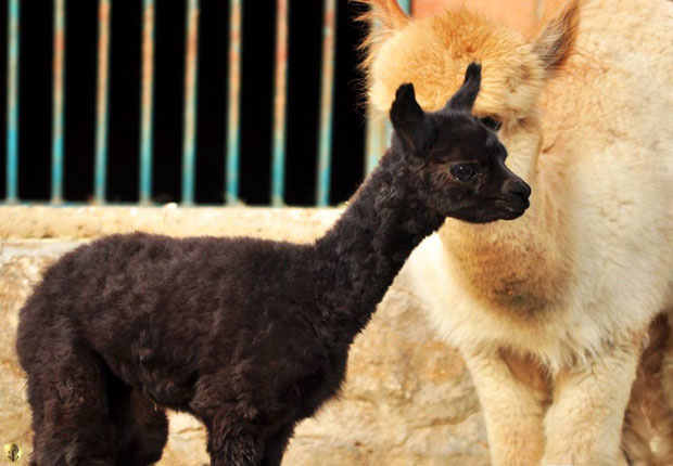 ПРИНОВА У ЗОО ВРТУ: Родила се још једна алпака