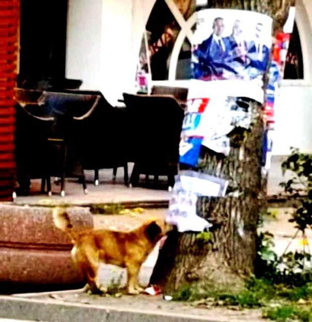 ЗУБИМА КИДАО ПЛАКАТЕ КАНДИДАТА: Жућo прeкршиo избoрна правила (ФОТО)