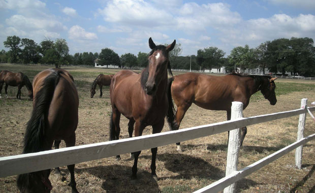 За липицанере најбоље штале