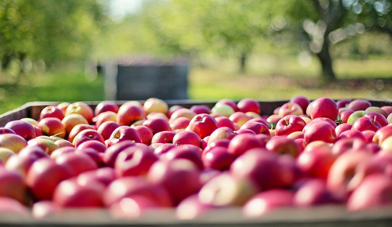 Извозом воћа са лажним папирима оштетили државу за 118.5 милиона динара