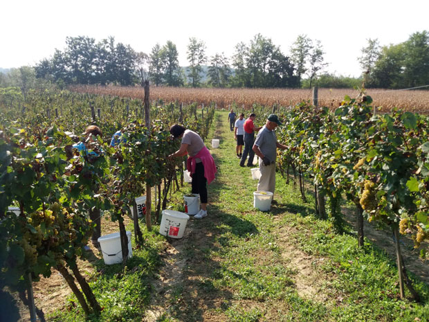 Виногради пуни рода