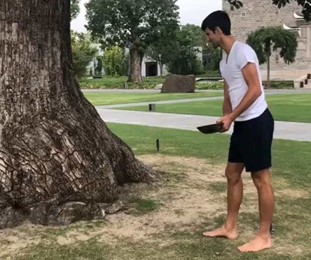 Ноле залио дрво мудрости