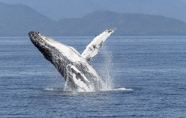 Младунче кита спасено код обале Аустралије