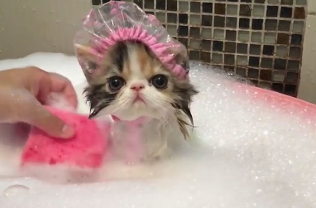 Да ли би мачке требало да се купају?