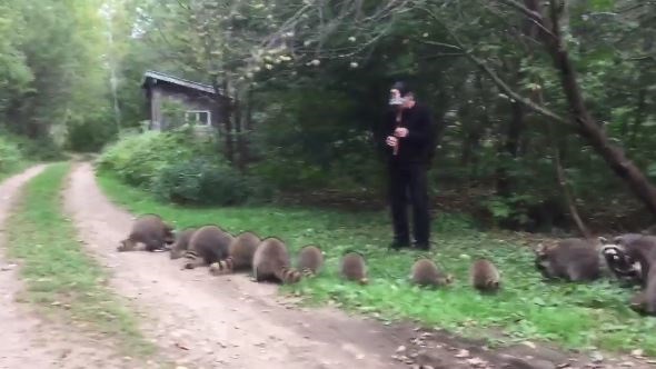 Древном мелодијом “очарао” ракуне, хрле из шуме кад чују флауту (ВИДЕО) 