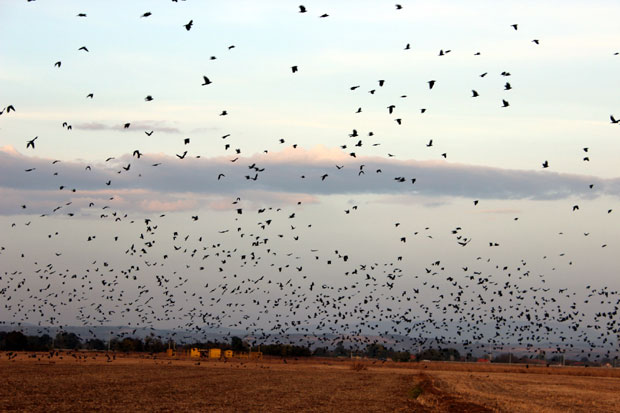 ХИЧКОКОВСКЕ СЦЕНЕ: Небо изнад Јагодине прекрило 10.000 врана (ФОТО)