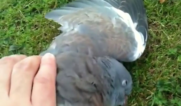 И ЖИВОТИЊЕ ЗНАЈУ ДА ПРЕТЕРАЈУ: Пијани голуб изабран за птицу године (ВИДЕО)