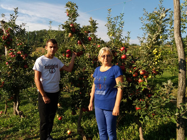 Берба јабука при крају, а откупна цена ниска