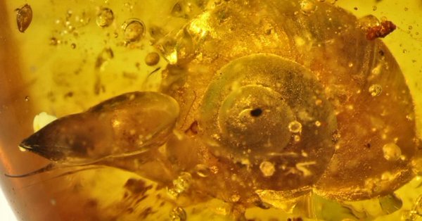 Научници открили пужа старог 99 милиона година