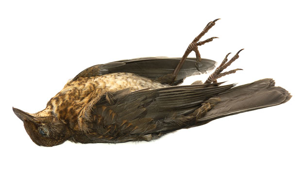 ПОМОР КОД ВРШЦА: Угинуло више од 70 животиња, највероватније због тровања фураданом